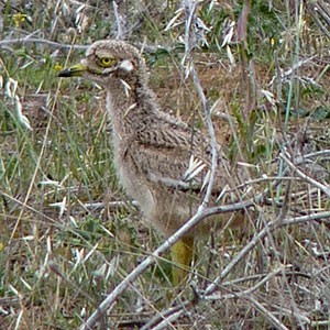 Stone-curlew chick - Burhinus oedicnemus © John Muddeman